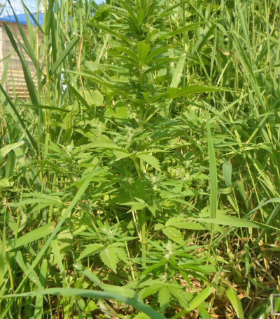 Niagara Auto fem (Doctor’s Choice) семена конопли