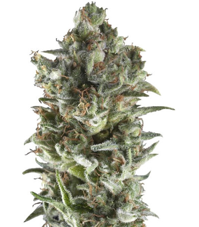 Northern Lights Auto fem (Trikoma Seeds) семена конопли