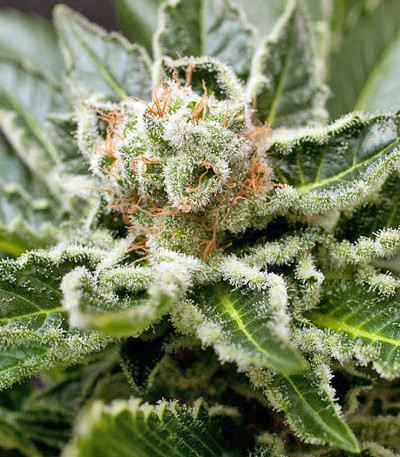 Shark Attack fem (Dinafem Seeds) семена конопли