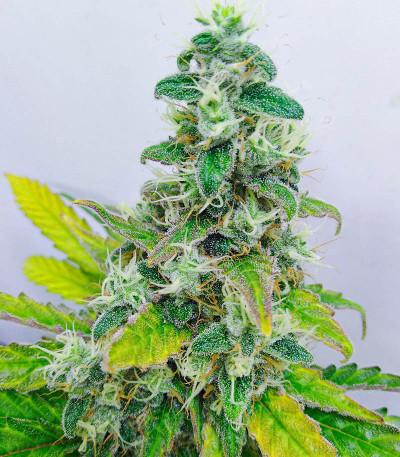 Slurricane fem (Advanced Seeds) семена конопли