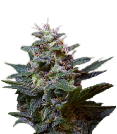 Sweet Purple fem (Paradise Seeds) семена конопли
