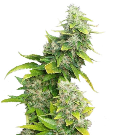 White Rhino fem (Nirvana Seeds) семена конопли