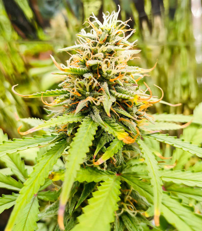 Amnesia Zkittlez Auto fem (FastBuds) семена конопли