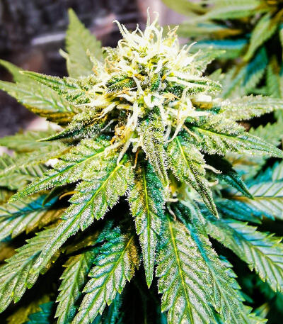 Candy Kush Fast Version fem (Easy Grow Seeds) семена конопли