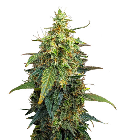 Fat Bastard Auto fem семена конопли