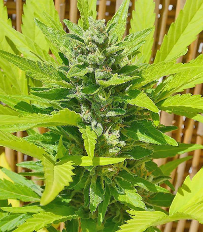 Blueberry Bliss Auto Fem (Vision Seeds) семена конопли