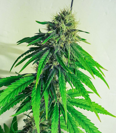 CBG-Force fem (Dutch Passion) семена конопли