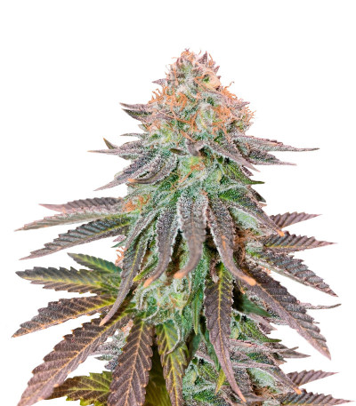 Cookies Purple Punch fem (Medical Seeds) семена конопли
