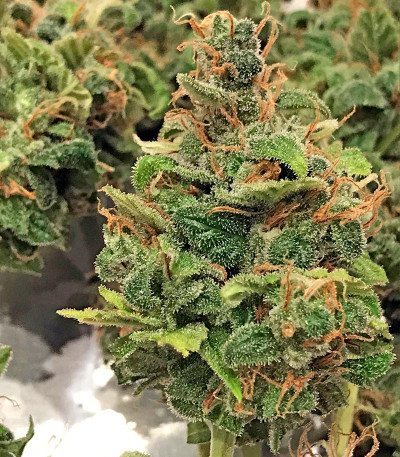 Fruitylicious fem семена конопли