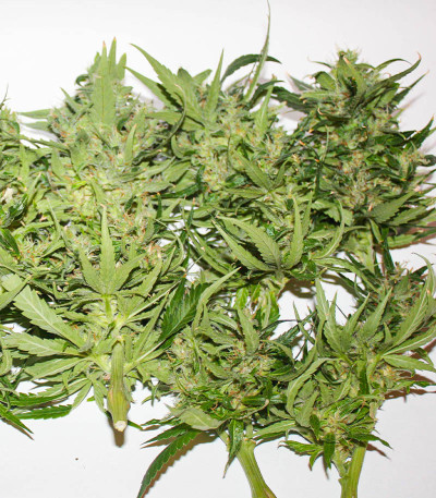 Kabul Express fem (Kalashnikov Seeds) семена конопли