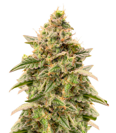 Monster Gelato Auto (Monster Genetics) семена конопли