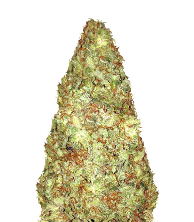 Old Afghani reg (Sumo Seeds) семена конопли