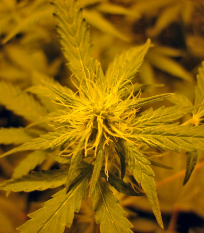 Сорт конопли Orange Bud