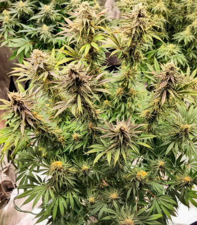 Purple Punch F1 fem (Seedkeepers) семена конопли