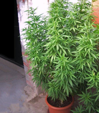 Buddha Quasar fem семена конопли