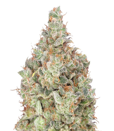 Total Paralysis fem (Heavyweight Seeds) семена конопли