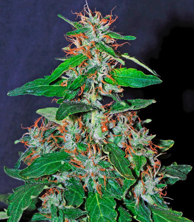 White Lemon fem (Strain Hunters) семена конопли