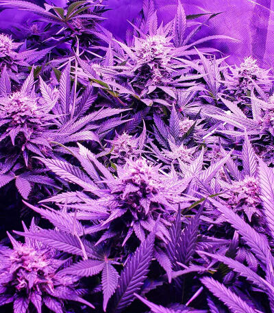 Candy Kush Fast Version fem (Easy Grow Seeds) семена конопли