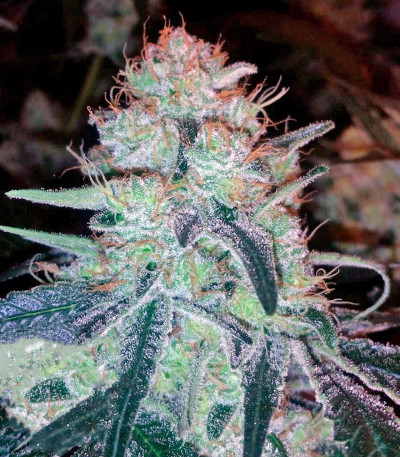 Chronic Thunder fem семена конопли