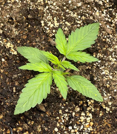 Fat Bastard Auto fem семена конопли