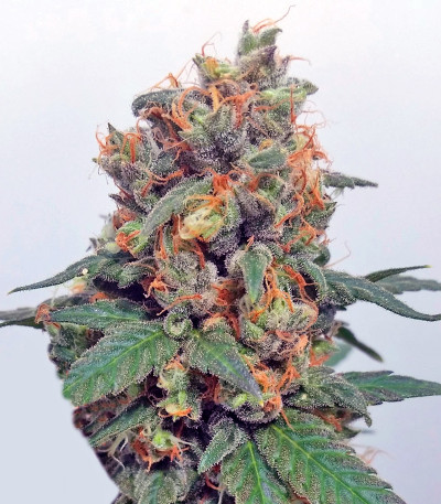 Vanilla Kush fem (Barney's Farm) семена конопли