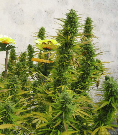 Choco Bud fem (Vision Seeds) семена конопли