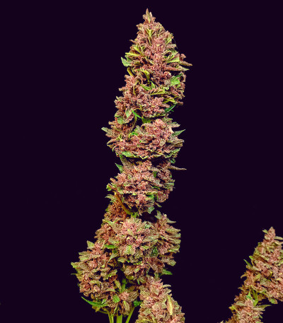 Diablo Rojo XL Auto fem (Sweet Seeds) семена конопли