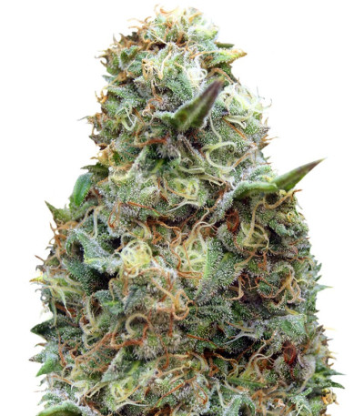 Grand Heft Auto fem (Dr. Krippling Seeds) семена конопли