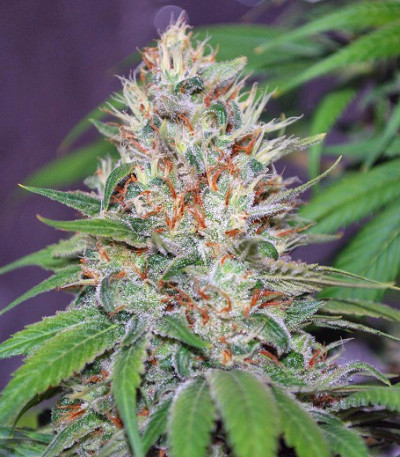 Сорт конопли Jorge’s Diamonds #1