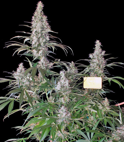 Kali Мist fem (Serious Seeds) семена конопли