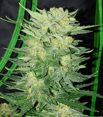 Original Afghan Kush Auto fem (FastBuds) семена конопли