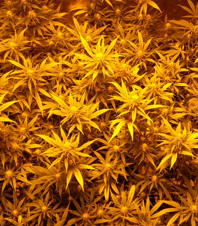 Sweet Black Angel fem (Samsara Seeds) семена конопли