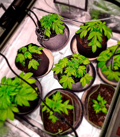 Sherbert Gorilla fem (Dr. Krippling Seeds) семена конопли