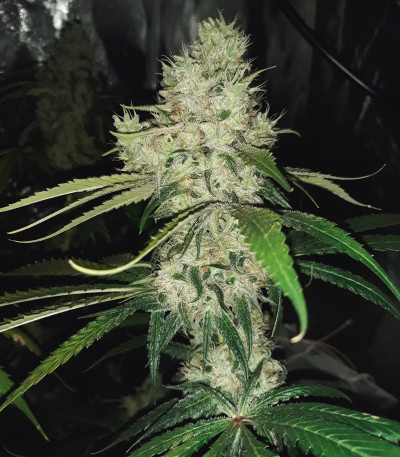 Sugar Bomb Punch fem (Dutch Passion) семена конопли