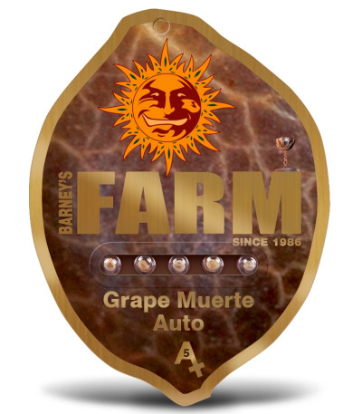 Grape Muerte Auto fem семена конопли