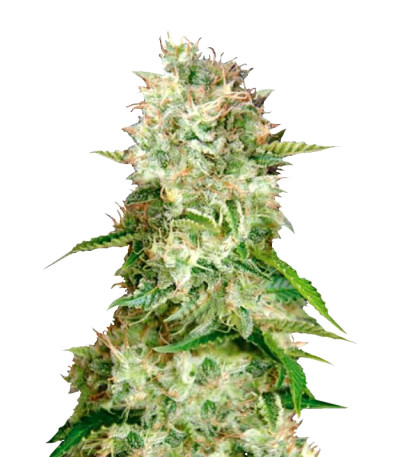 Auto Cheese fem (Bulk Seed Bank) семена конопли