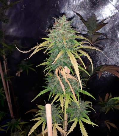 Auto Do-Si-Dos Cookies fem (00 Seeds) семена конопли