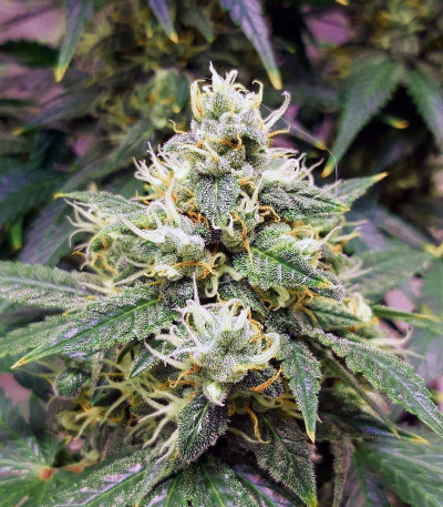 Auto Lemon Kix fem (Dutch Passion) семена конопли