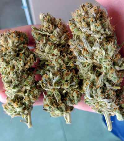 Blue Gelato 41 (Barney's Farm) семена конопли