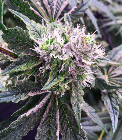 Candy House fem (UKHTA) семена конопли