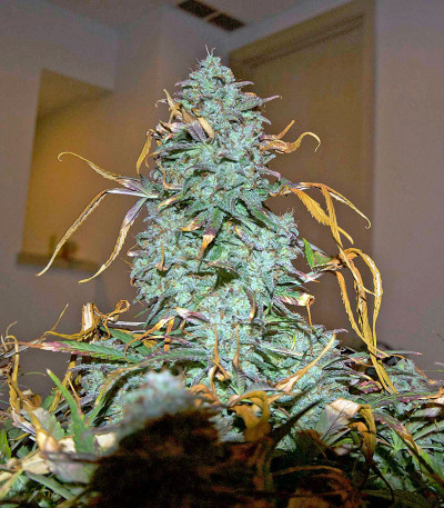 Critical Jack Autoflowering fem (Dinafem Seeds) семена конопли