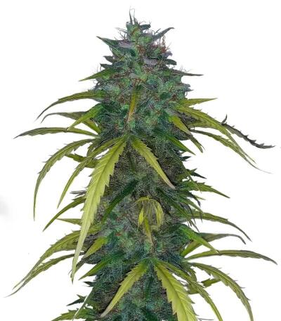 Dos-Si-Dos Cookies Autoflower семена конопли