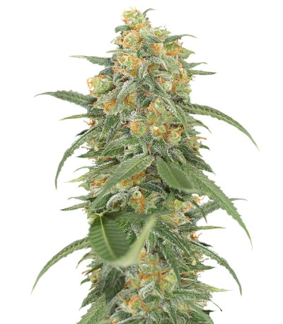 Green Crack fem (Humboldt Seed Organization) семена конопли