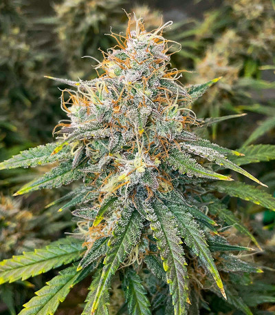 Mint Jelly Auto fem (Humboldt Seed Company) семена конопли