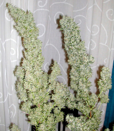 Monster fem (Eva Seeds) семена конопли