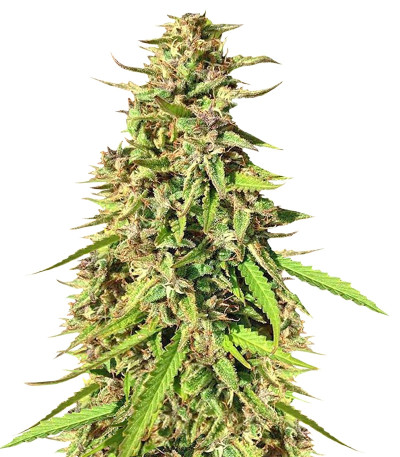 Purple Maroc fem (Female Seeds) семена конопли