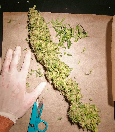 Soyuz OG Express fem (Kalashnikov Seeds) семена конопли