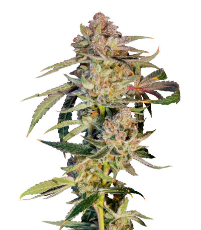 Super Boof fem от Barney's Farm семена конопли