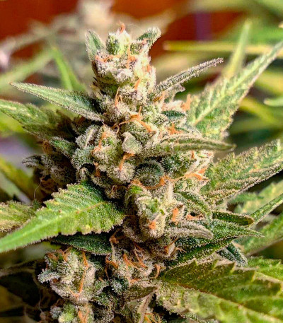 Sweet Zenzation XL Auto fem (Sweet Seeds) семена конопли