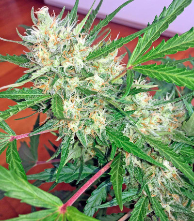 Swiss Cheese Automatic fem семена конопли